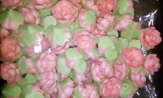 Flori vafa roz cu frunze